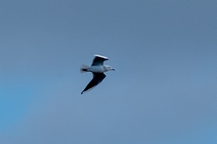 Chroicocephalus ridibundus