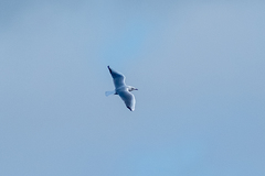 Chroicocephalus ridibundus