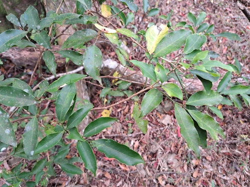 flower axistree (Glycosmis parviflora)