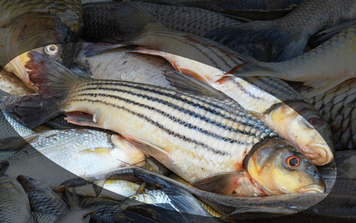 Jullien's golden carp (Probarbus jullieni) — Cyprinidae — 2