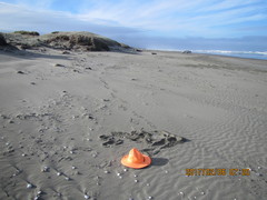 Anoteropsis litoralis