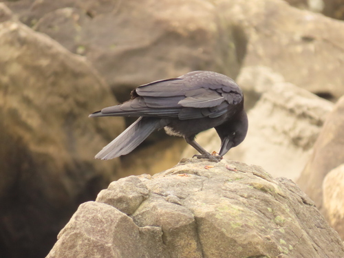 American Crow