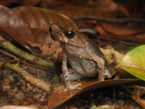 Megophrys longipes, 2026-02-26