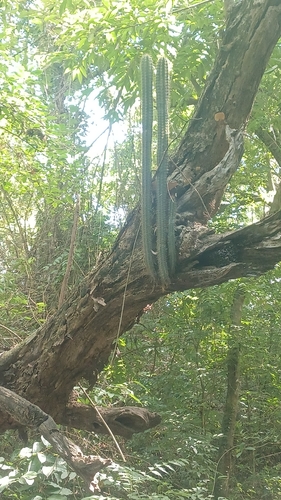 Pilosocereus polygonus