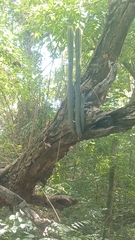 Pilosocereus polygonus