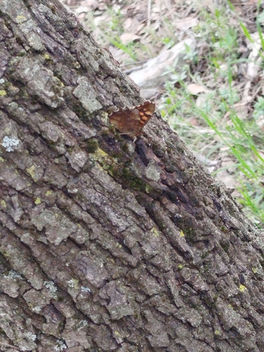Speckled Wood