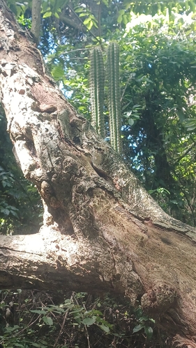 Pilosocereus polygonus, photograph 2