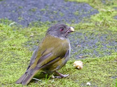 Chlorospingus semifuscus