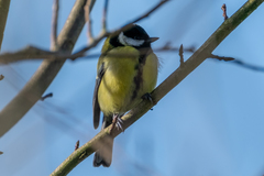 Parus major