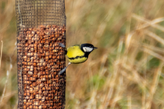 Parus major