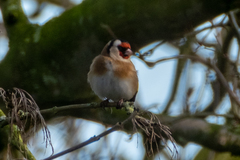 Carduelis carduelis