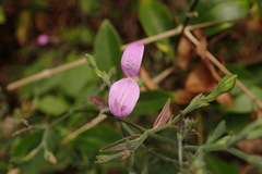 Hypoestes cumingiana