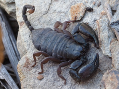 Opisthacanthus