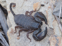 Opisthacanthus