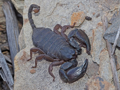 Opisthacanthus