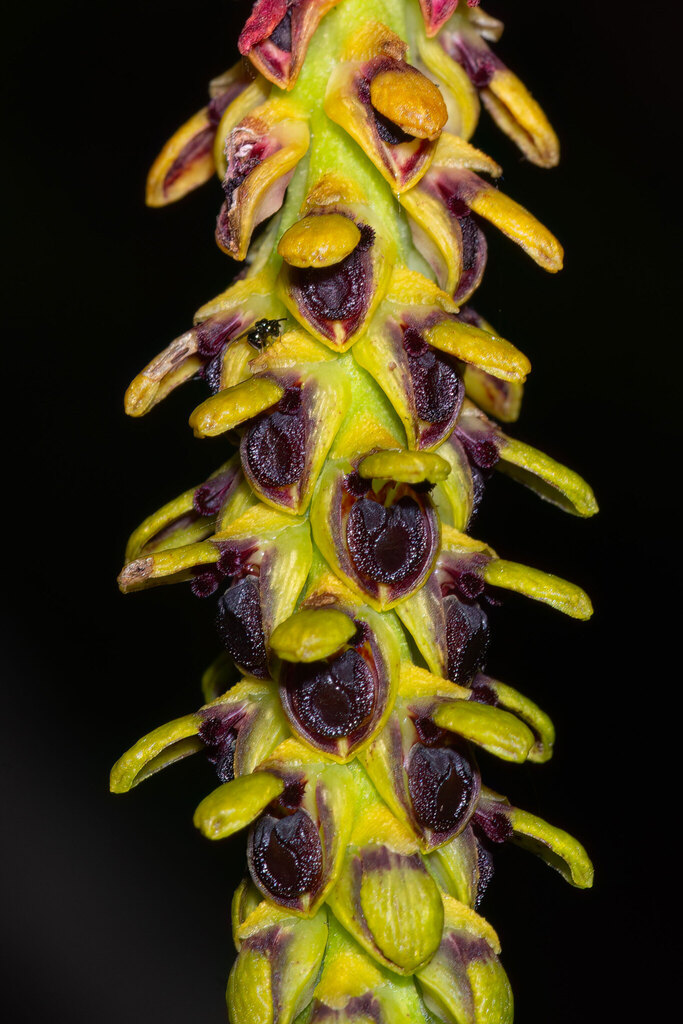 Bulbophyllum subclavatum