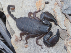 Opisthacanthus