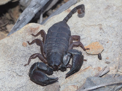 Opisthacanthus