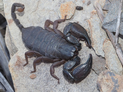 Opisthacanthus