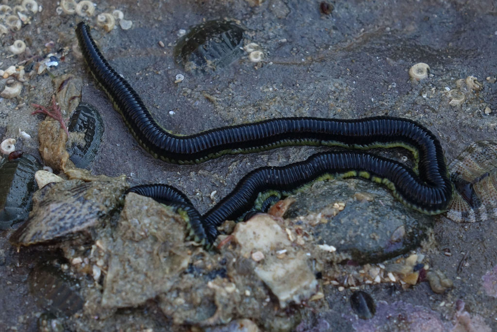 New Zealand Paddle Worm from Waitaki, NZOT, NZ on February 23, 2020 at