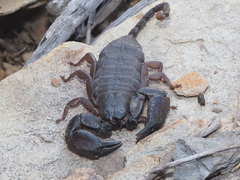 Opisthacanthus
