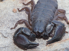 Opisthacanthus