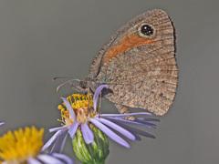 Cassionympha detecta