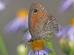 Cassionympha detecta