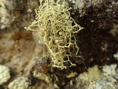 Ramalina geniculata