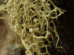 Ramalina geniculata