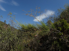 Anginon