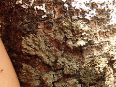 Leioderma duplicatum