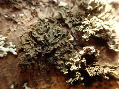 Leioderma duplicatum