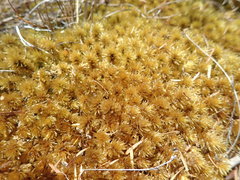 Pulchrinodus inflatus