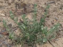 Teucrium africanum