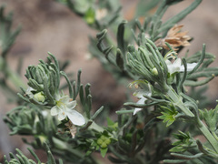 Teucrium africanum