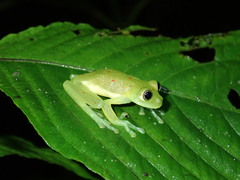 Nymphargus grandisonae