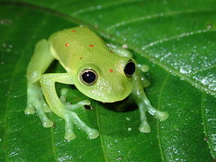 Nymphargus grandisonae