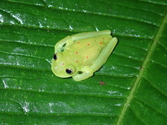 Nymphargus grandisonae