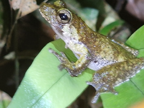 Litoria nigropunctata observed 2026-03-03