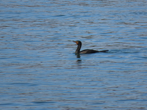 Double-crested Cormorant