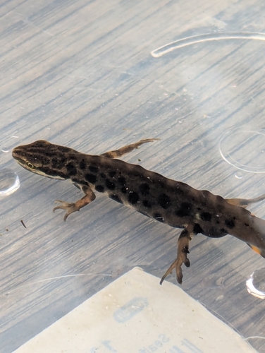 Common Newt