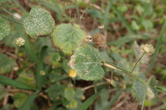 Sida cordata