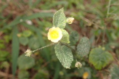 Sida cordata