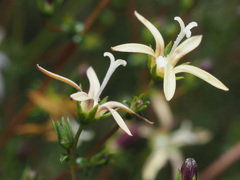 Wahlenbergia nodosa