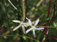 Wahlenbergia nodosa