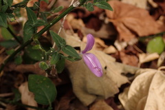 Hypoestes cumingiana