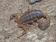 Uroplectes marlothi