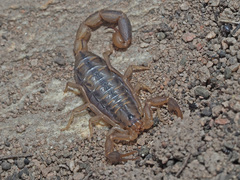 Uroplectes marlothi