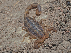 Uroplectes marlothi